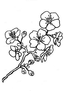 盛开的梅花简笔画