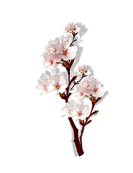 一支粉色梅花