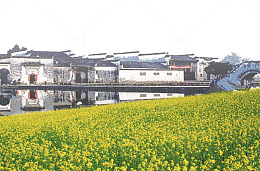 油菜花开小村庄背景