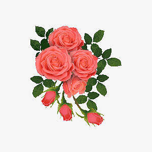 卡通粉色的玫瑰花