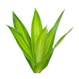 嫩绿色水珠叶子