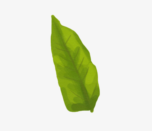 手绘一片树叶