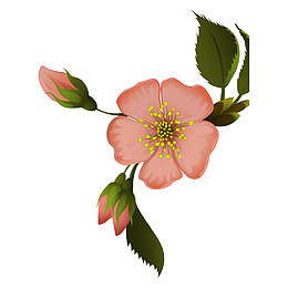 粉色桃花