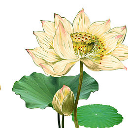 唯美荷花素材