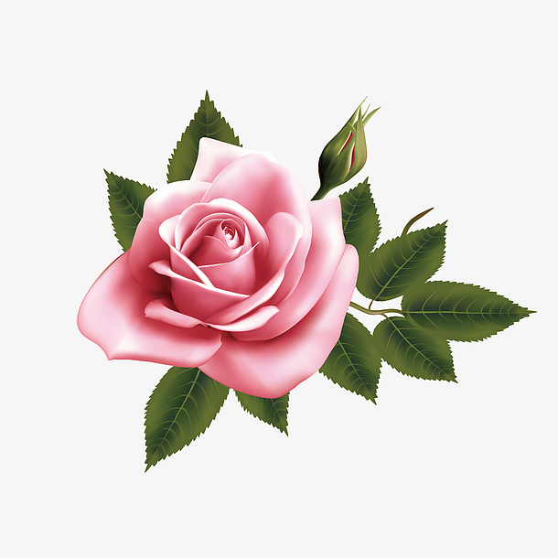 手绘矢量粉色玫瑰花