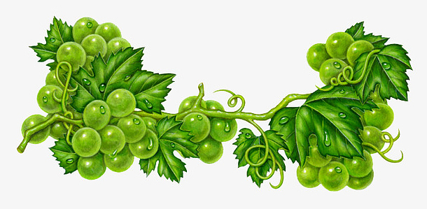 手绘绿色葡萄