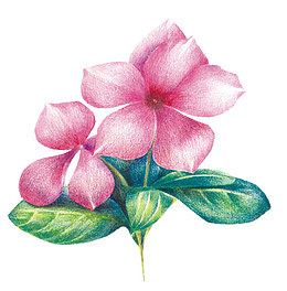 花儿