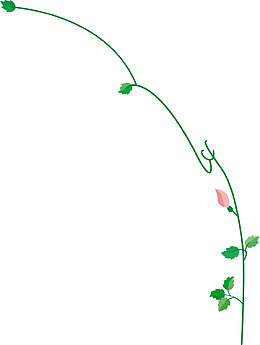 绿叶枝条花苞红花