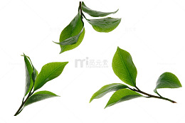 卡通绿色的茶叶叶子