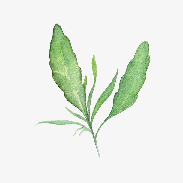 手绘绿色叶子