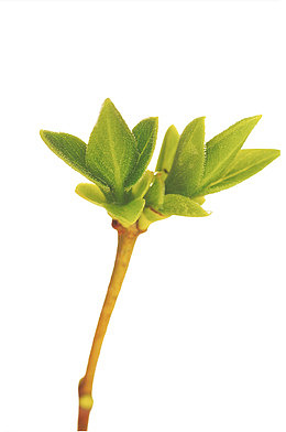 植物绿叶新芽
