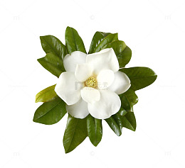 白色带香味花球玉兰花瓣实物
