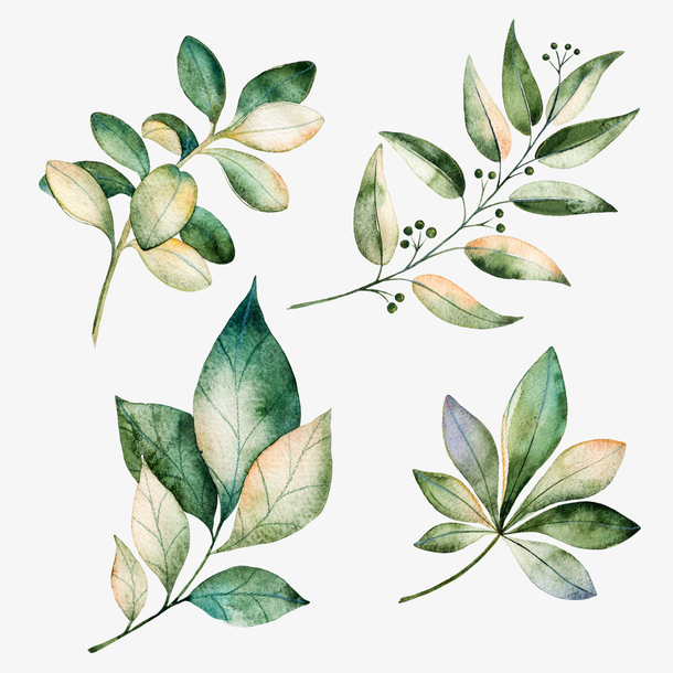 手绘水彩绿色叶子装饰