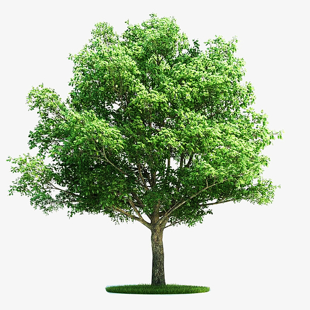 绿色的桉树图片素材