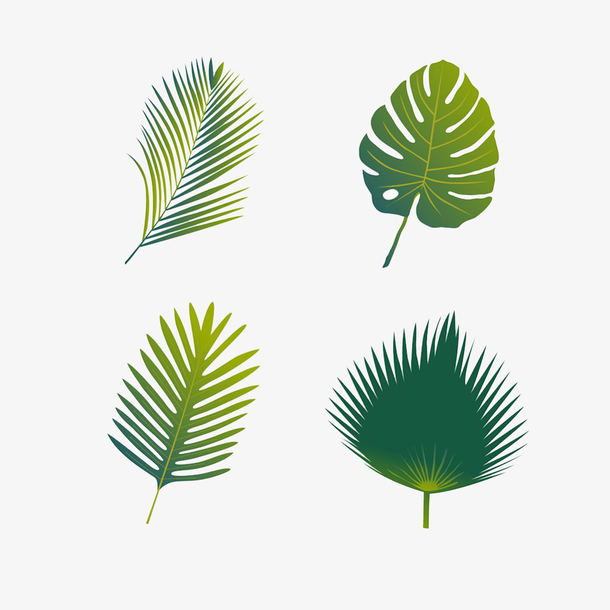 四种形状不同的叶子