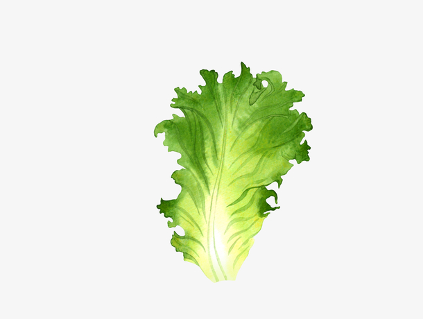手绘新鲜生菜叶子