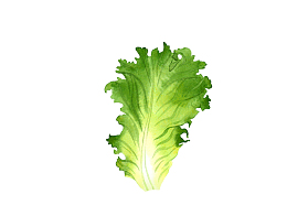 手绘新鲜生菜叶子