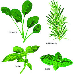 手绘厨房新鲜调料植物免抠插画