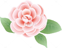 粉红花瓣心形红花
