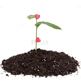 种花图片