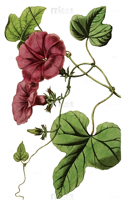 手绘红色牵牛花