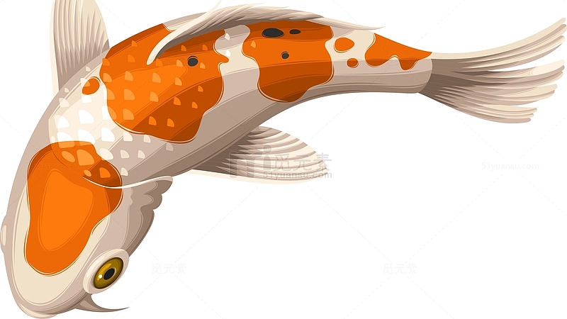 日本锦鲤生物素材图