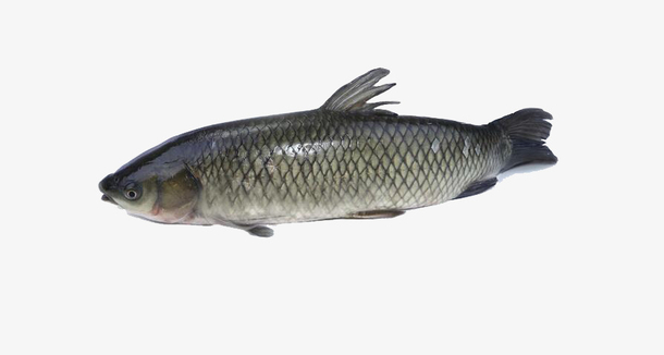 鲩鱼实物图素材免费下载_觅元素