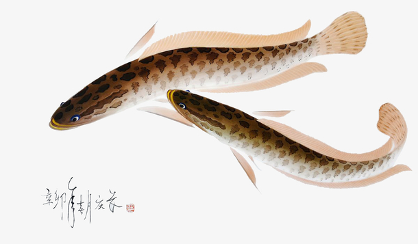 手绘乌鱼