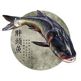 鳙鱼 胖头鱼 水产 大型鱼类 
