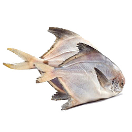 海产鲳鱼
