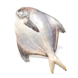 海产鲳鱼