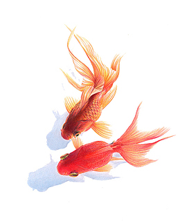 金鱼