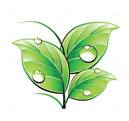 卡通带水珠树叶