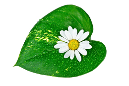 水珠叶子小雏菊