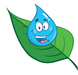 树叶上的水滴