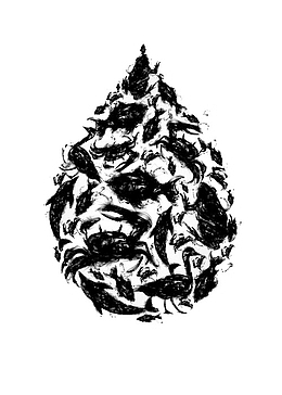 黑鱼水滴