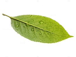 带水珠叶子