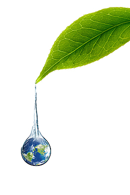 树叶水滴滴落状态