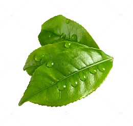 带水珠的叶子
