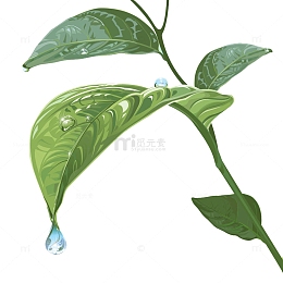 树叶水珠滴落