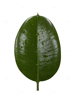 带水珠的芭蕉叶