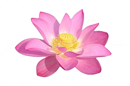 粉红色纯洁的完全盛开的水芙蓉实
