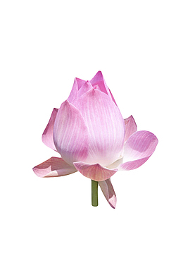 紫色纯洁的透白的水芙蓉实物