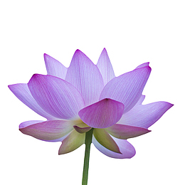 紫色纯洁的完全盛开的水芙蓉实物