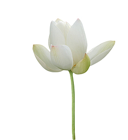 白色纯洁的印度国花水芙蓉实物