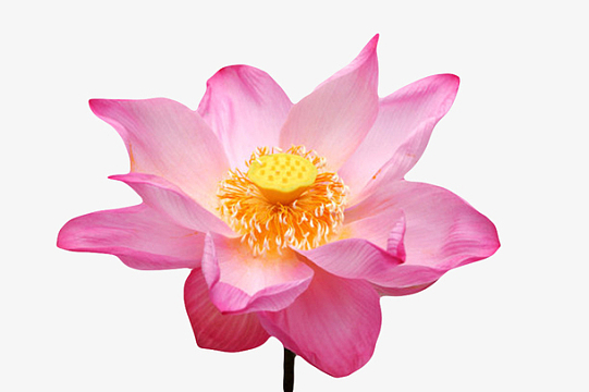 红色纯洁的可见黄色莲蓬的水芙蓉