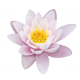 粉白色纯洁的莲蓬开花的水芙蓉实