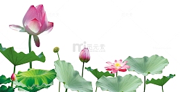 古风风景荷花免扣元素