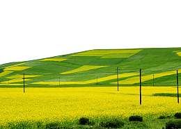 黄色草坪油菜花背景