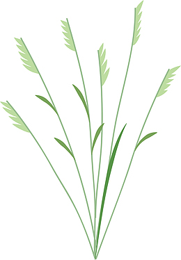小草坝天麻图案小草